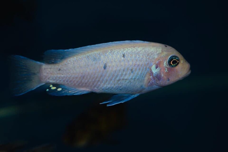 Maylandia callainos 'Nakantenga Reef'